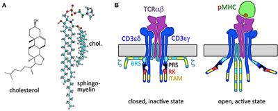 Direct Regulation of the T Cell Antigen Receptor's Activity by Cholesterol